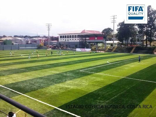 Certyfikowany przez FIFA 55 mm Wysokość stosów Wysoka gęstość sztuczna trawnika dla boisk piłkarskich o niskiej konserwacji